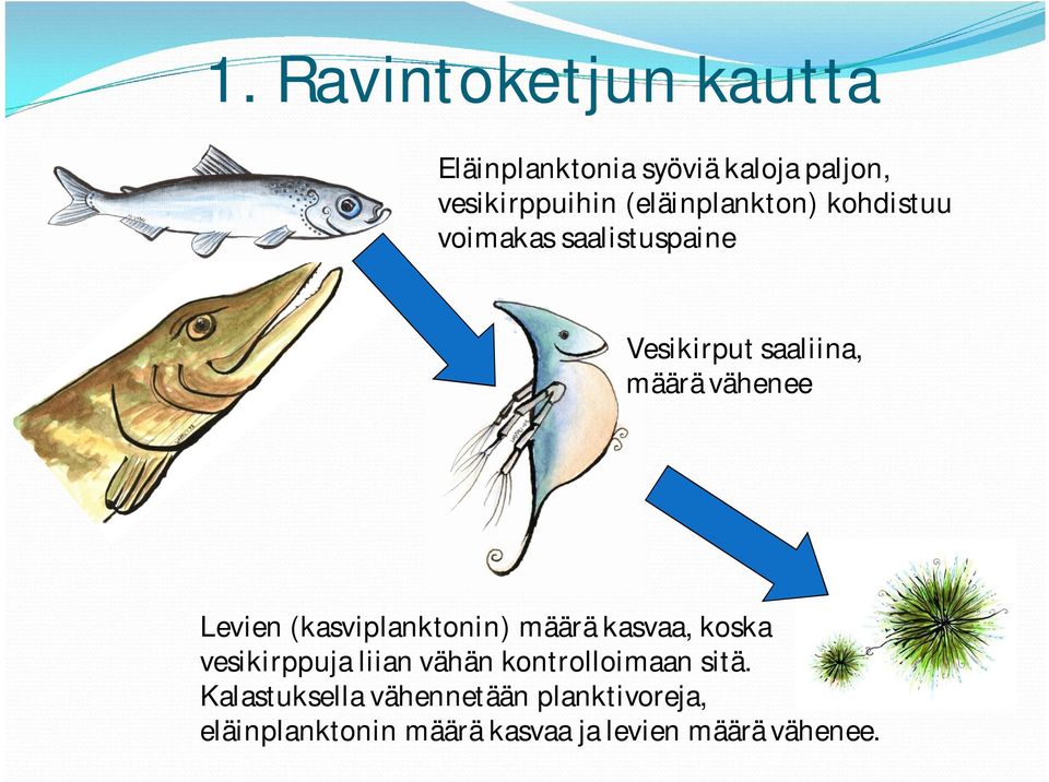 Levien (kasviplanktonin) määrä kasvaa, koska vesikirppuja liian vähän kontrolloimaan