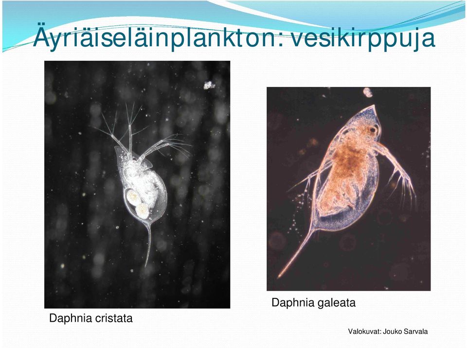 cristata Daphnia