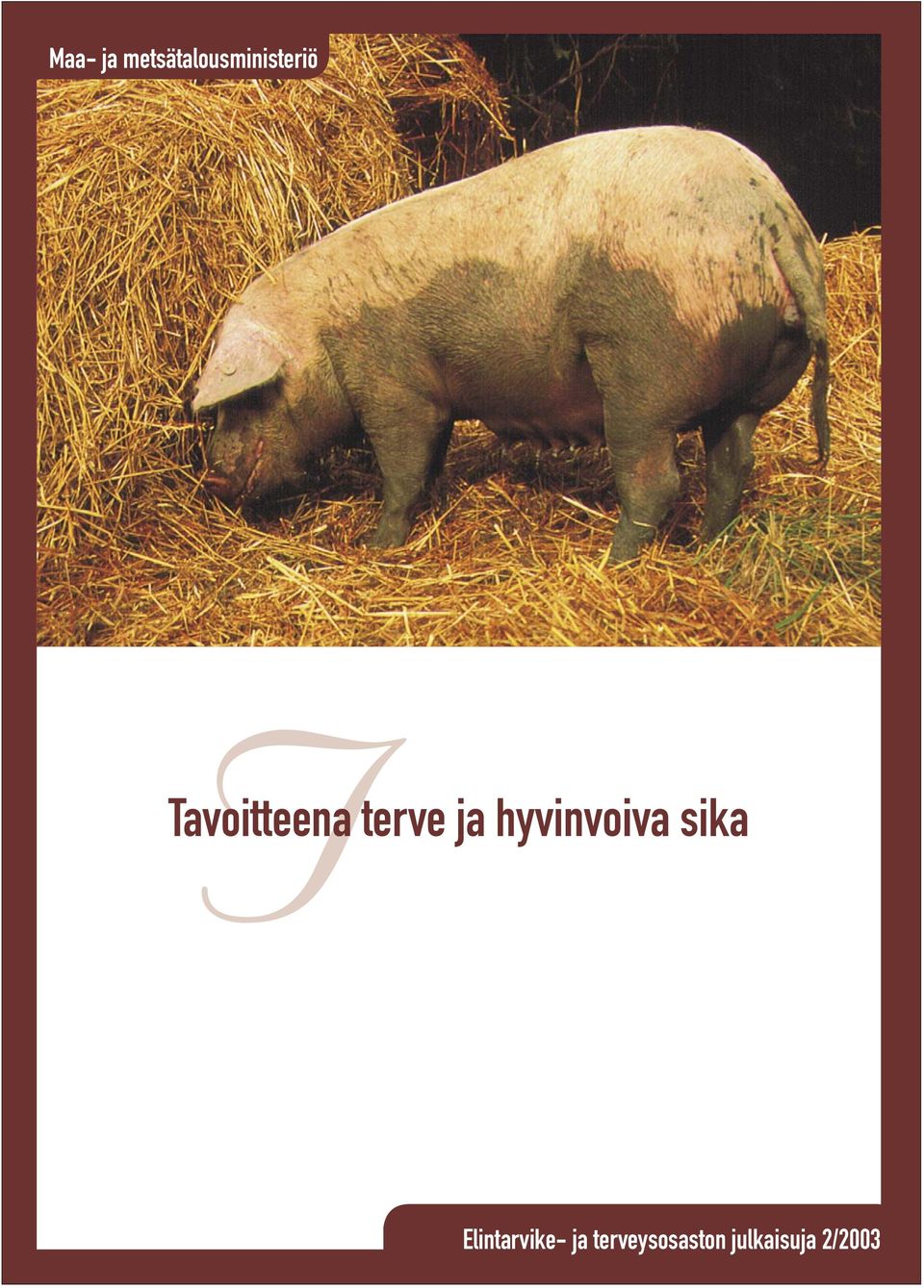 hyvinvoiva sika Elintarvike-