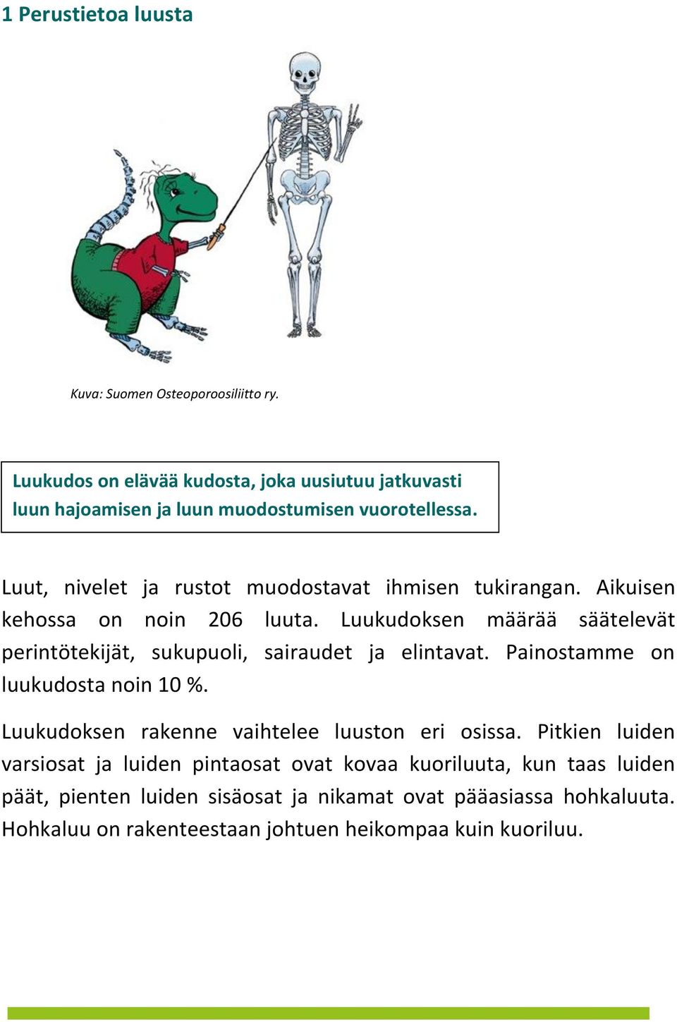 Luut, nivelet ja rustot muodostavat ihmisen tukirangan. Aikuisen kehossa on noin 206 luuta.