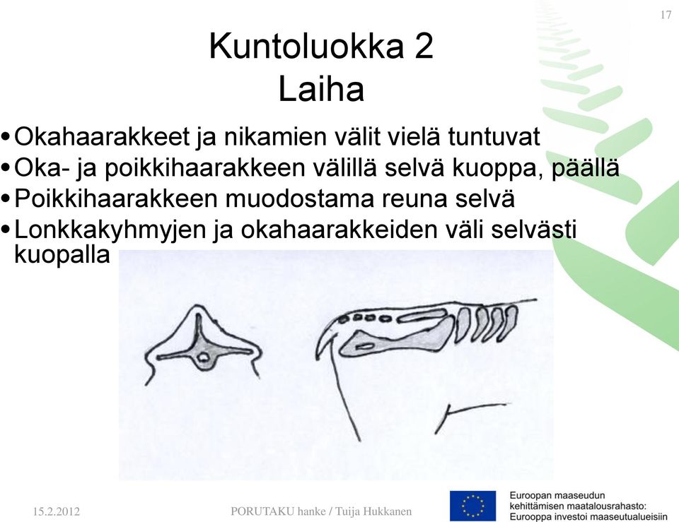 kuoppa, päällä Poikkihaarakkeen muodostama reuna selvä