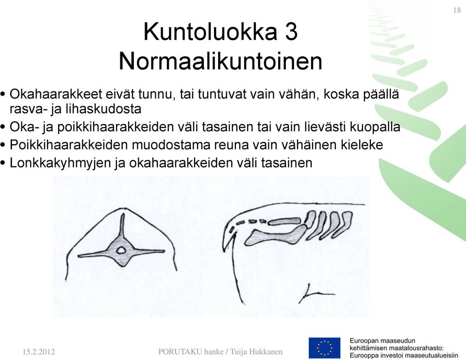 poikkihaarakkeiden väli tasainen tai vain lievästi kuopalla