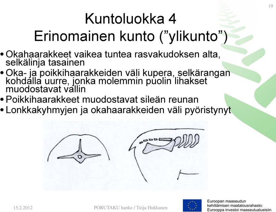 selkärangan kohdalla uurre, jonka molemmin puolin lihakset muodostavat vallin