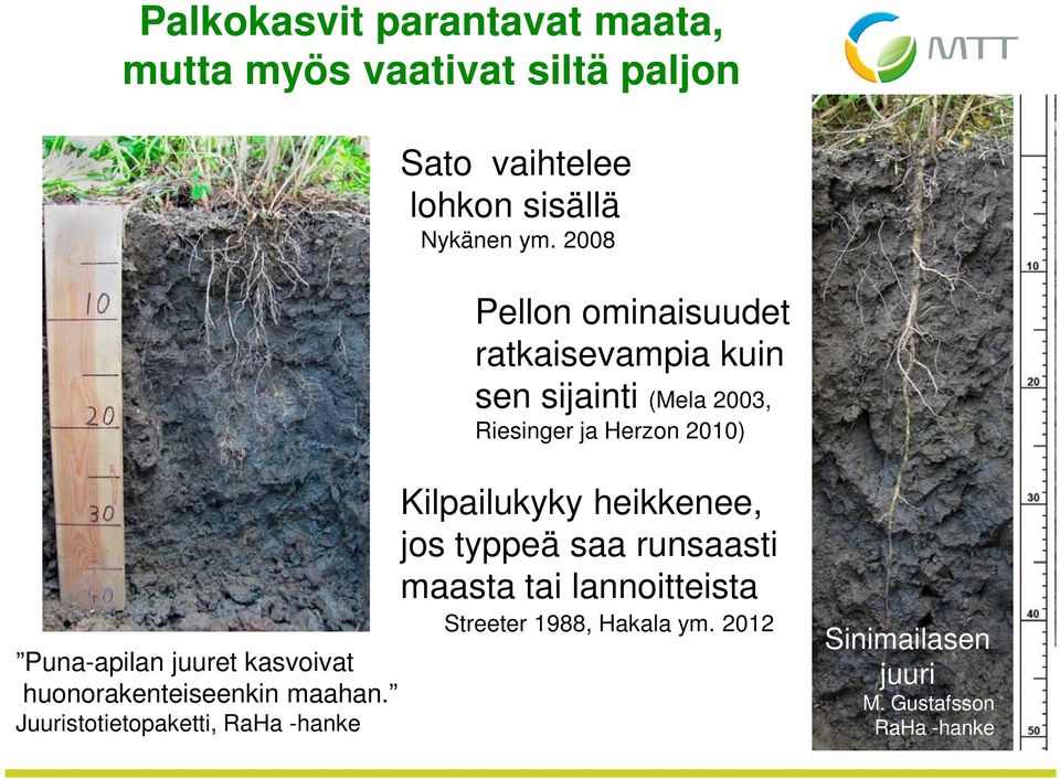 Puna-apilan juuret kasvoivat huonorakenteiseenkin maahan.