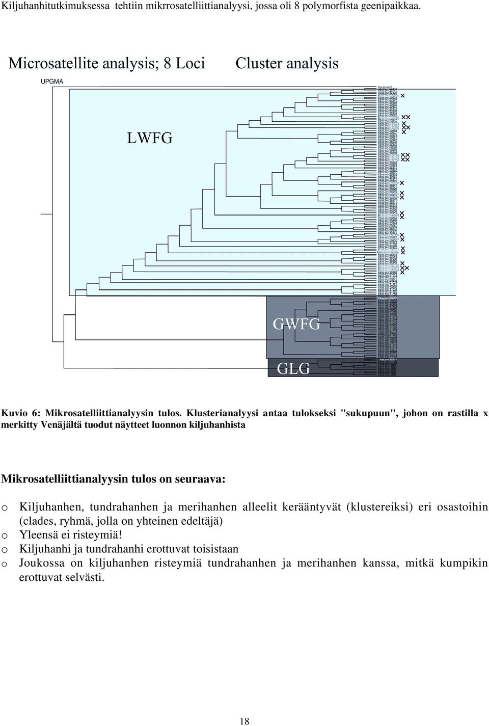 on seuraava: o Kiljuhanhen, tundrahanhen ja merihanhen alleelit kerääntyvät (klustereiksi) eri osastoihin (clades, ryhmä, jolla on yhteinen edeltäjä) o