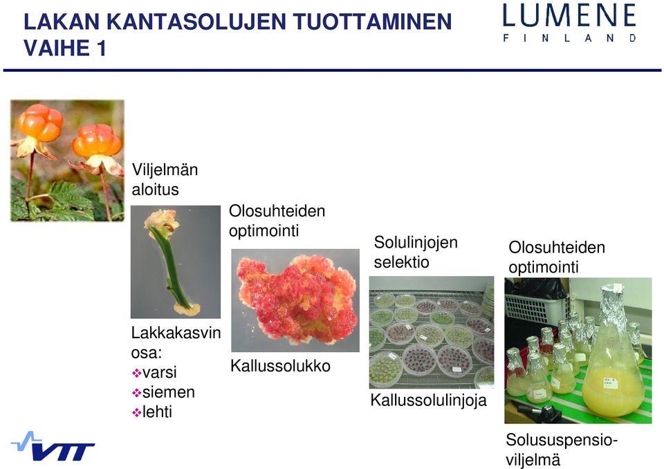 Olosuhteiden optimointi Lakkakasvin osa: varsi siemen