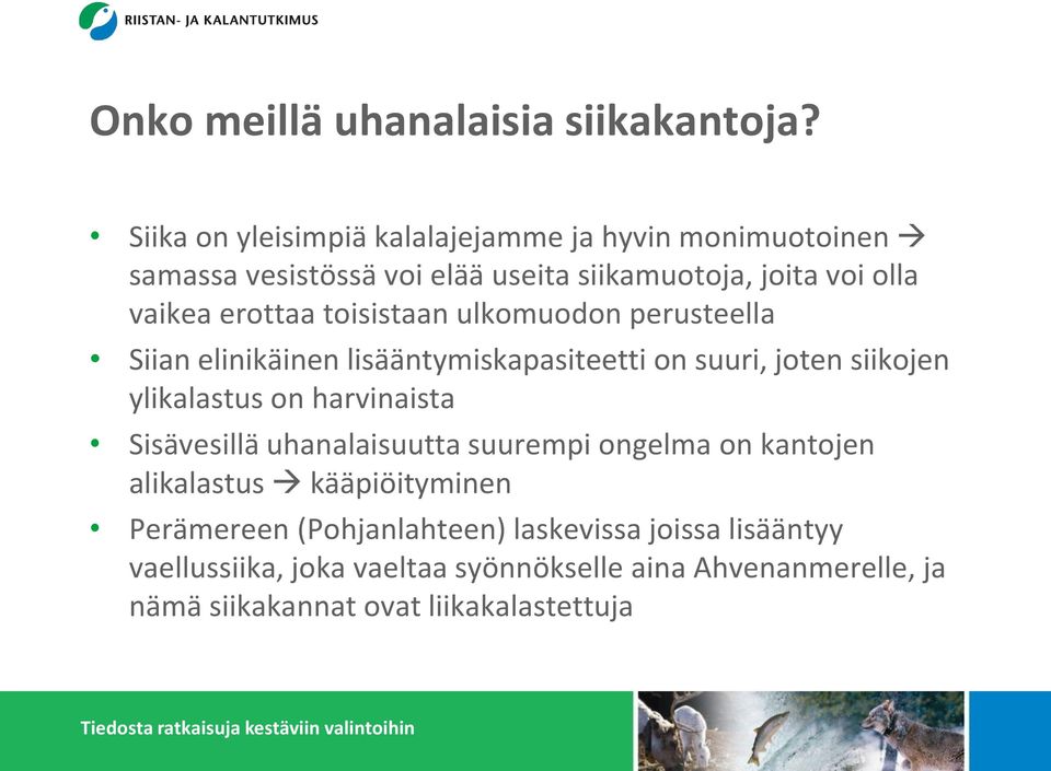 toisistaan ulkomuodon perusteella Siian elinikäinen lisääntymiskapasiteetti on suuri, joten siikojen ylikalastus on harvinaista