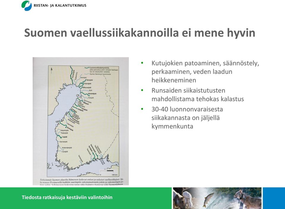 heikkeneminen Runsaiden siikaistutusten mahdollistama