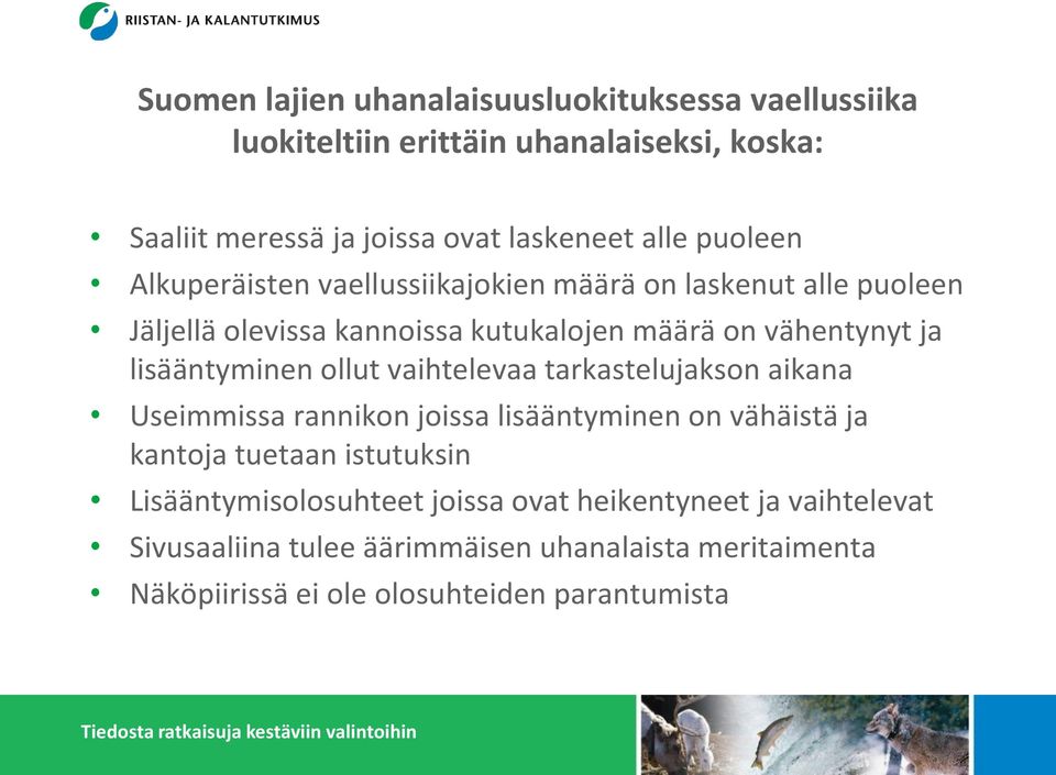 lisääntyminen ollut vaihtelevaa tarkastelujakson aikana Useimmissa rannikon joissa lisääntyminen on vähäistä ja kantoja tuetaan istutuksin