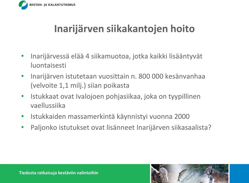 ) siian poikasta Istukkaat ovat Ivalojoen pohjasiikaa, joka on tyypillinen vaellussiika