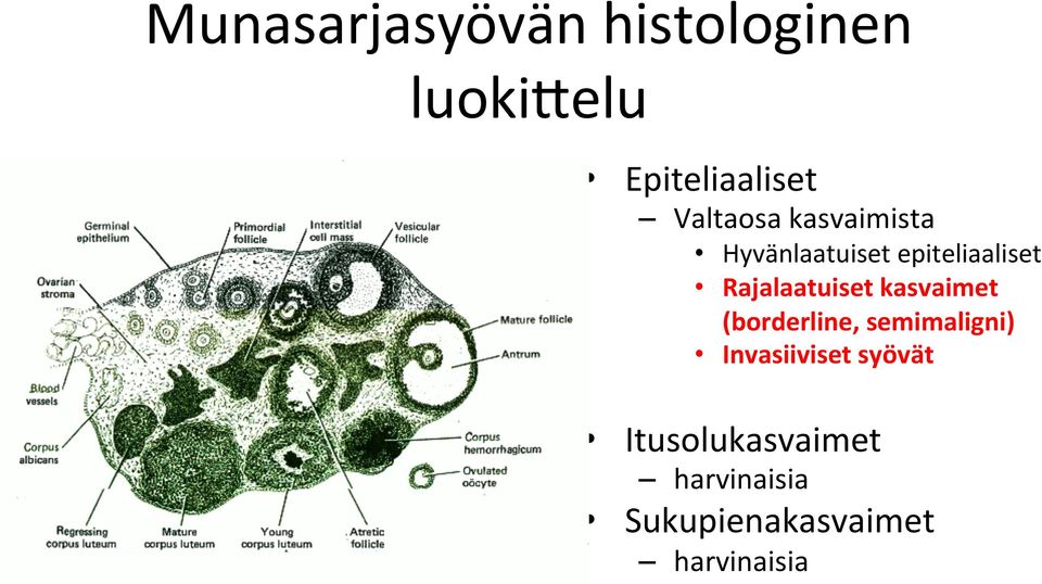 Rajalaatuiset kasvaimet (borderline, semimaligni)