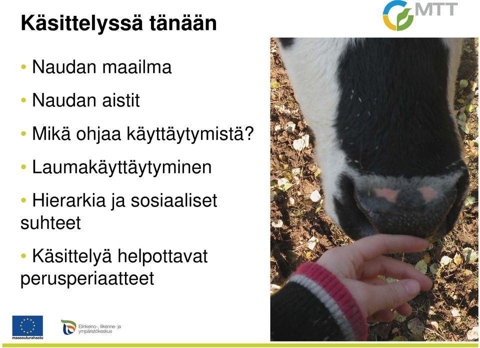 Laumakäyttäytyminen Hierarkia ja