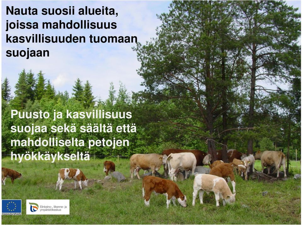 suojaan Puusto ja kasvillisuus suojaa