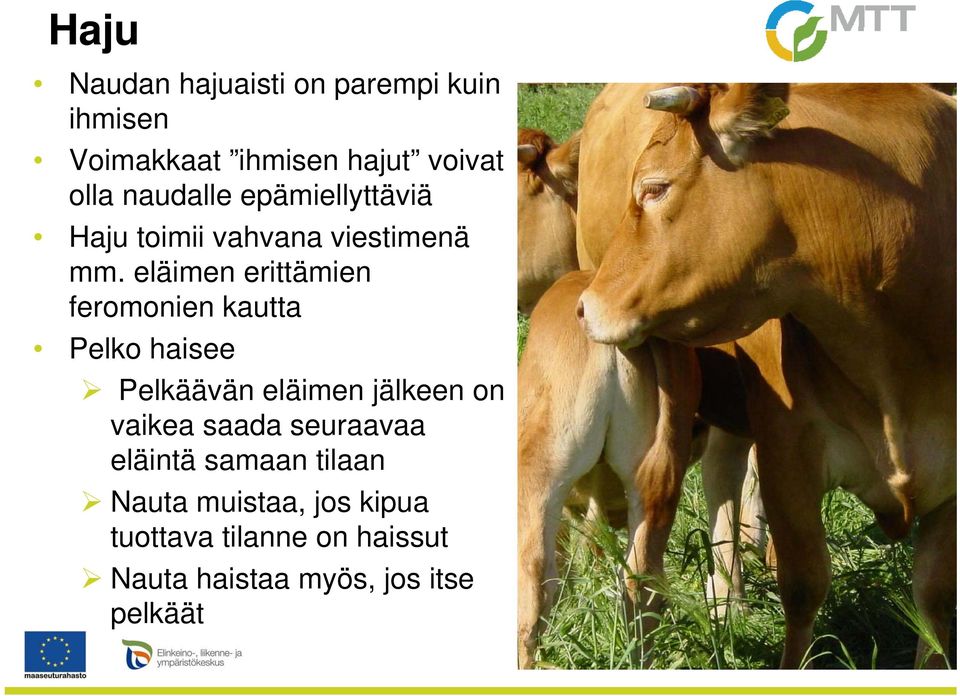 eläimen erittämien feromonien kautta Pelko haisee Pelkäävän eläimen jälkeen on vaikea