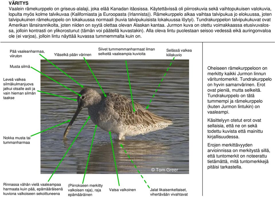 Rämekurppelo alkaa vaihtaa talvipukua jo elokuussa, joten talvipukuinen rämekurppelo on lokakuussa normaali (kuvia talvipukuisista lokakuussa löytyi).