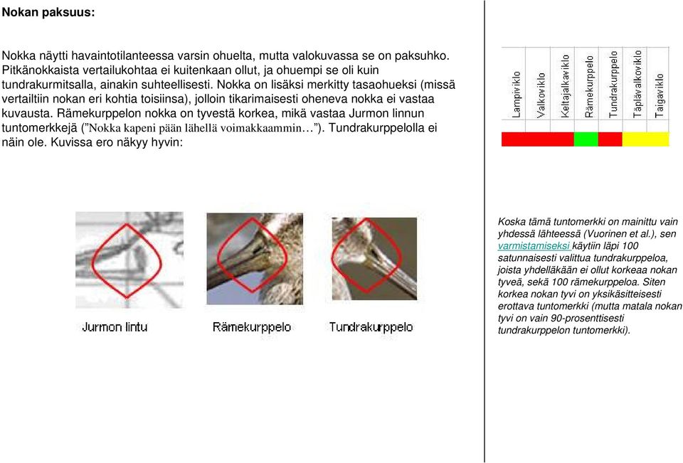 Nokka on lisäksi merkitty tasaohueksi (missä vertailtiin nokan eri kohtia toisiinsa), jolloin tikarimaisesti oheneva nokka ei vastaa kuvausta.