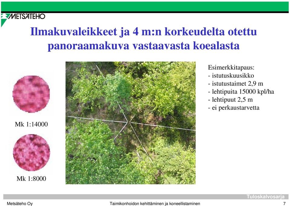 - istutustaimet 2,9 m - lehtipuita 15000 kpl/ha - lehtipuut 2,5 m -