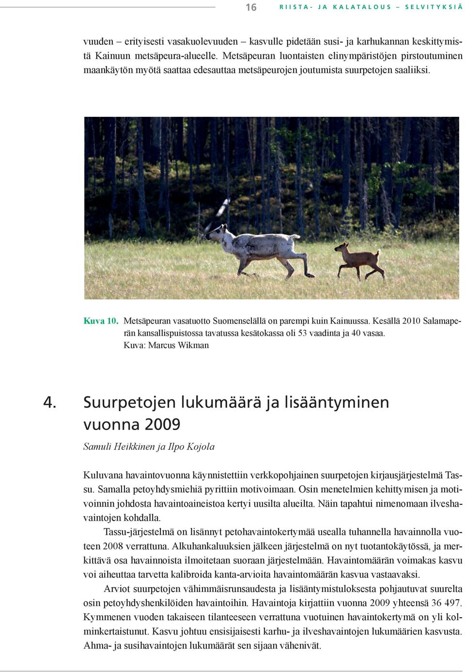 Metsäpeuran vasatuotto Suomenselällä on parempi kuin Kainuussa. Kesällä 2010 Salamaperän kansallispuistossa tavatussa kesätokassa oli 53 vaadinta ja 40 vasaa. Kuva: Marcus Wikman 4.