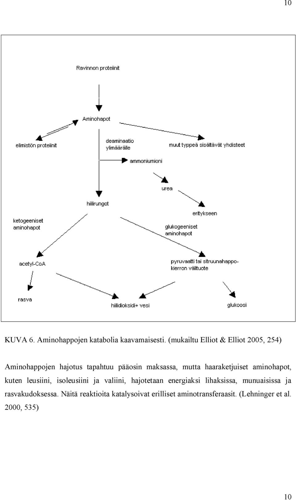 haaraketjuiset aminohapot, kuten leusiini, isoleusiini ja valiini, hajotetaan energiaksi