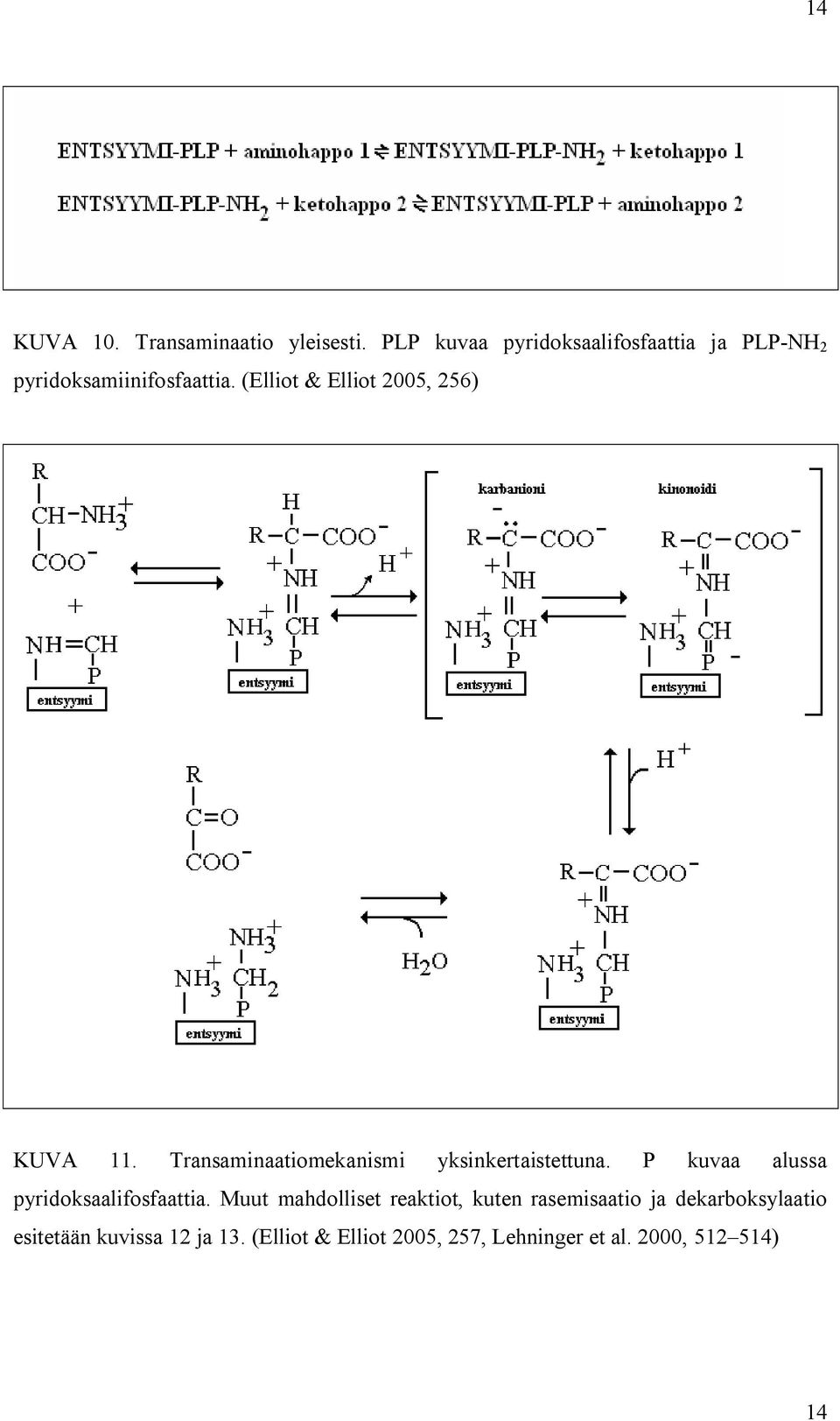 (Elliot & Elliot 2005, 256) KUVA 11. Transaminaatiomekanismi yksinkertaistettuna.