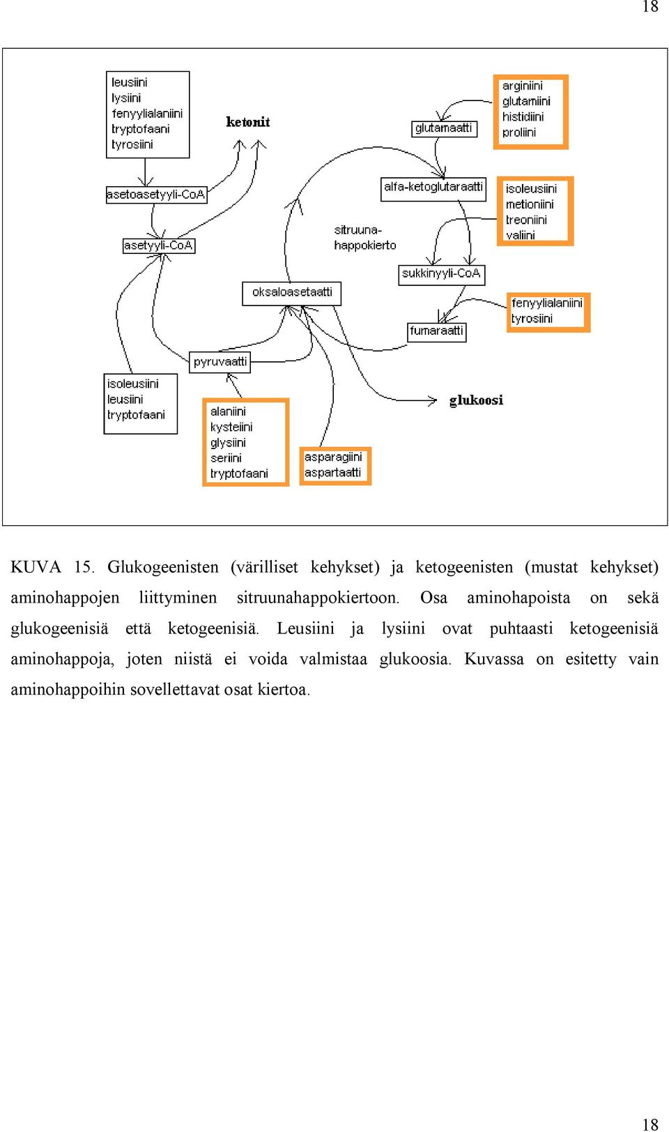liittyminen sitruunahappokiertoon.