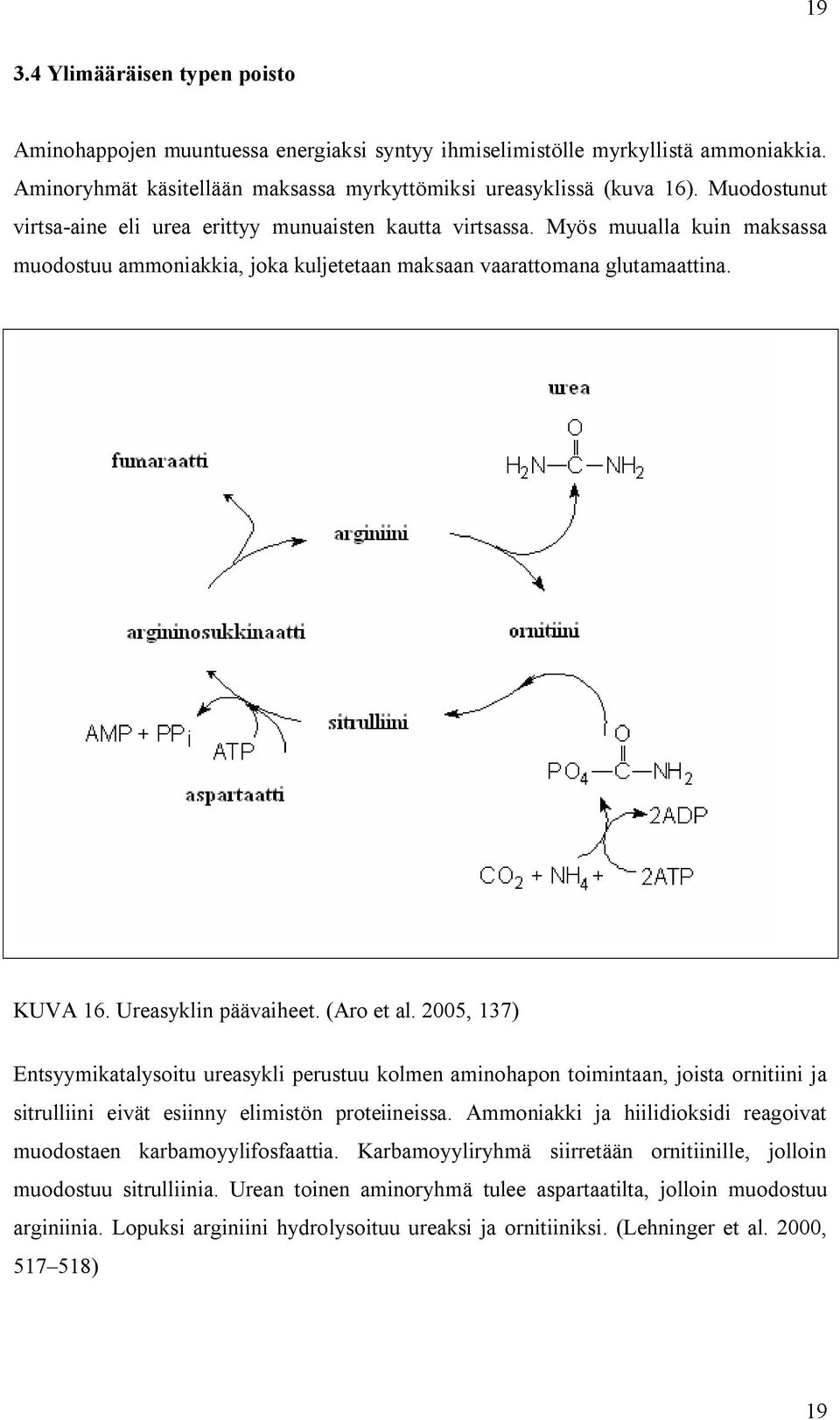 Ureasyklin päävaiheet. (Aro et al. 2005, 137) Entsyymikatalysoitu ureasykli perustuu kolmen aminohapon toimintaan, joista ornitiini ja sitrulliini eivät esiinny elimistön proteiineissa.