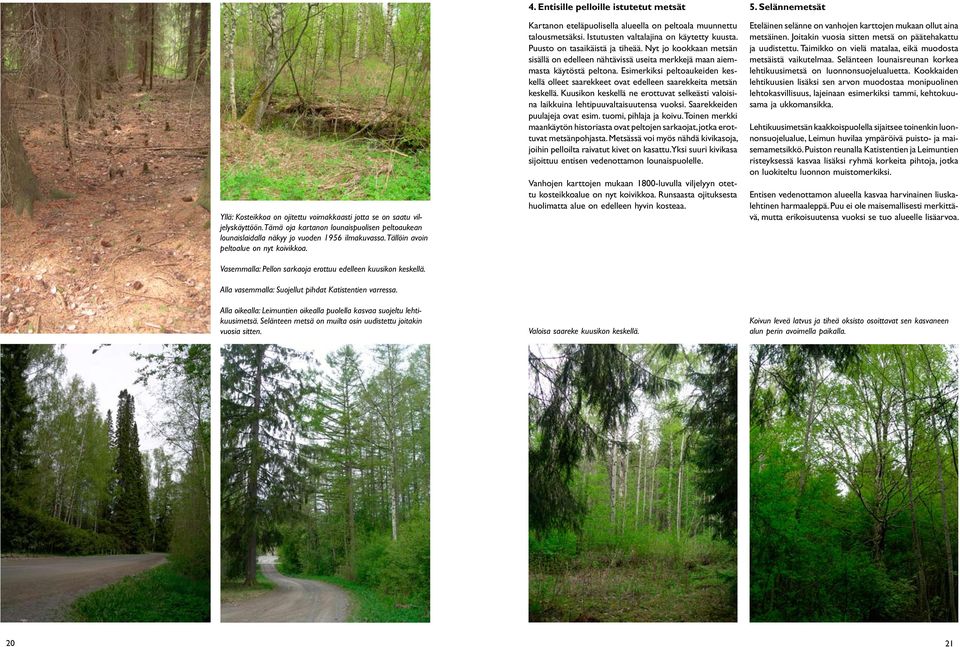 Alla oikealla: Leimuntien oikealla puolella kasvaa suojeltu lehtikuusimetsä. Selänteen metsä on muilta osin uudistettu joitakin vuosia sitten. 4.