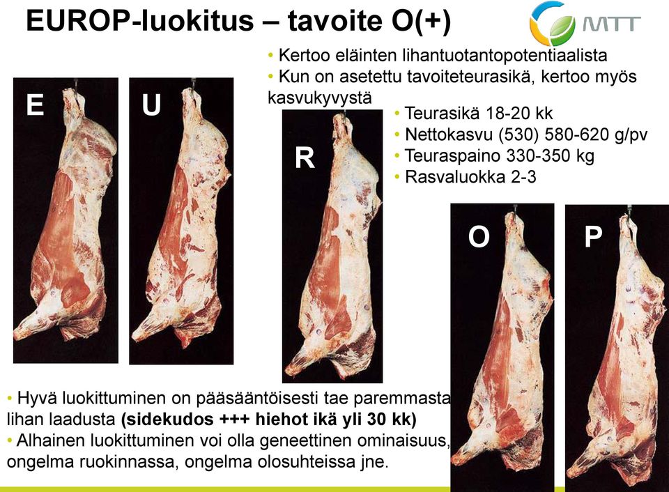 Rasvaluokka 2-3 O P Hyvä luokittuminen on pääsääntöisesti tae paremmasta lihan laadusta (sidekudos +++ hiehot