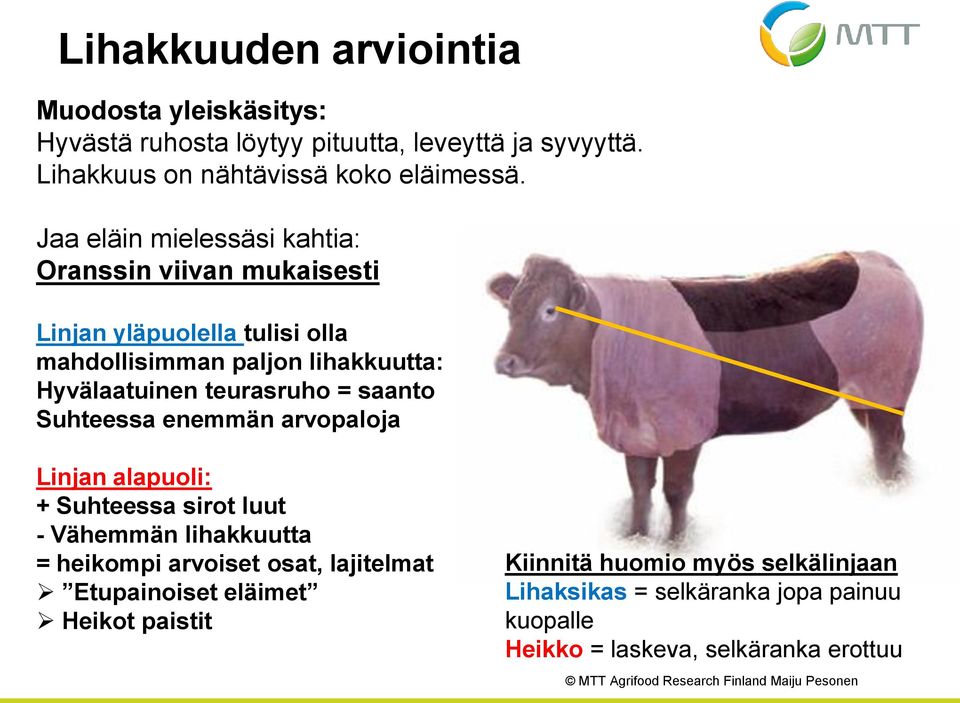 teurasruho = saanto Suhteessa enemmän arvopaloja Linjan alapuoli: + Suhteessa sirot luut - Vähemmän lihakkuutta = heikompi arvoiset osat,