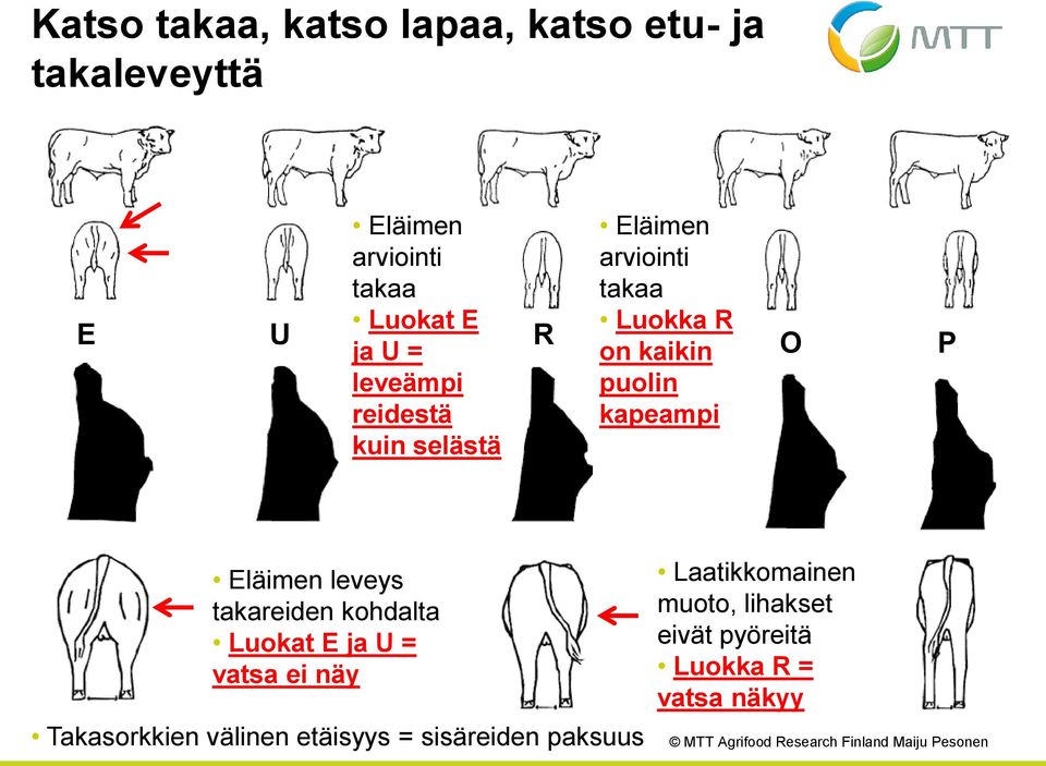 kapeampi O P Eläimen leveys takareiden kohdalta Luokat E ja U = vatsa ei näy Takasorkkien