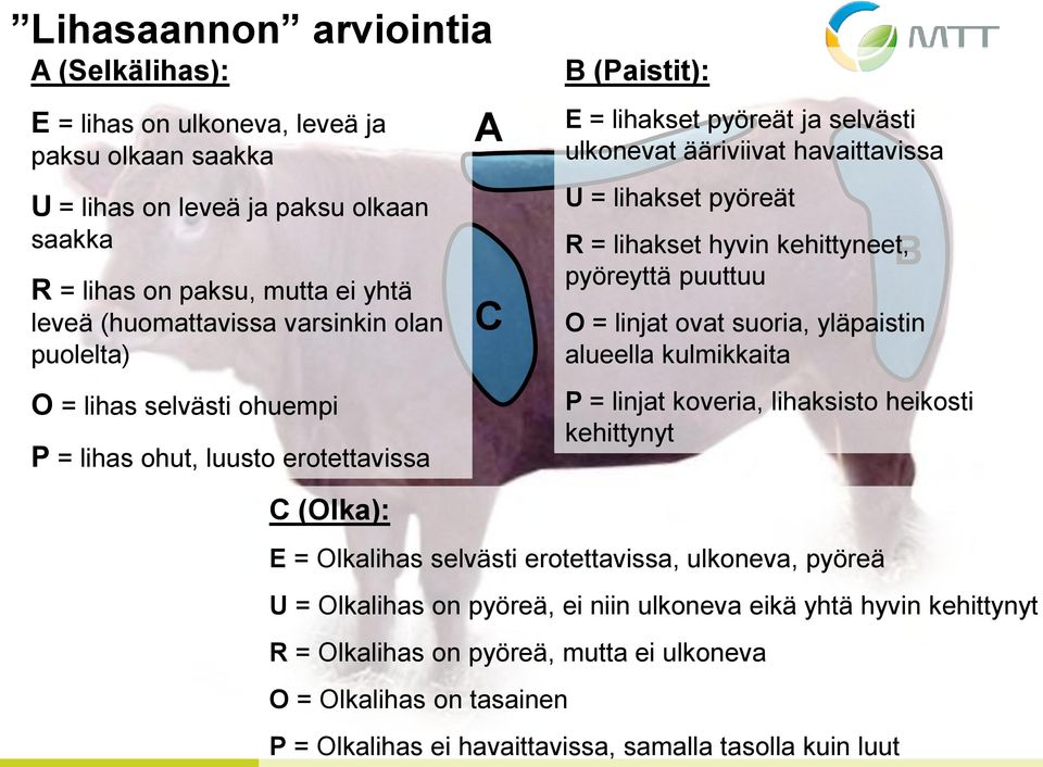 hyvin kehittyneet, pyöreyttä puuttuu O = linjat ovat suoria, yläpaistin alueella kulmikkaita P = linjat koveria, lihaksisto heikosti kehittynyt C (Olka): E = Olkalihas selvästi erotettavissa,