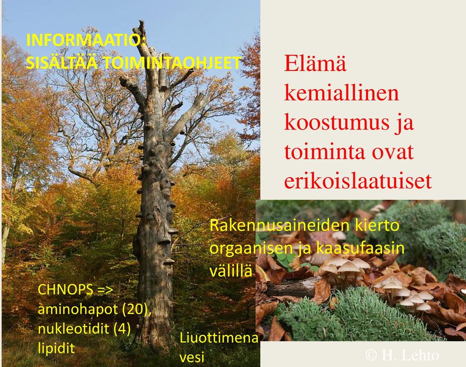 aminohapot (20), nukleotidit (4) lipidit Rakennusaineiden