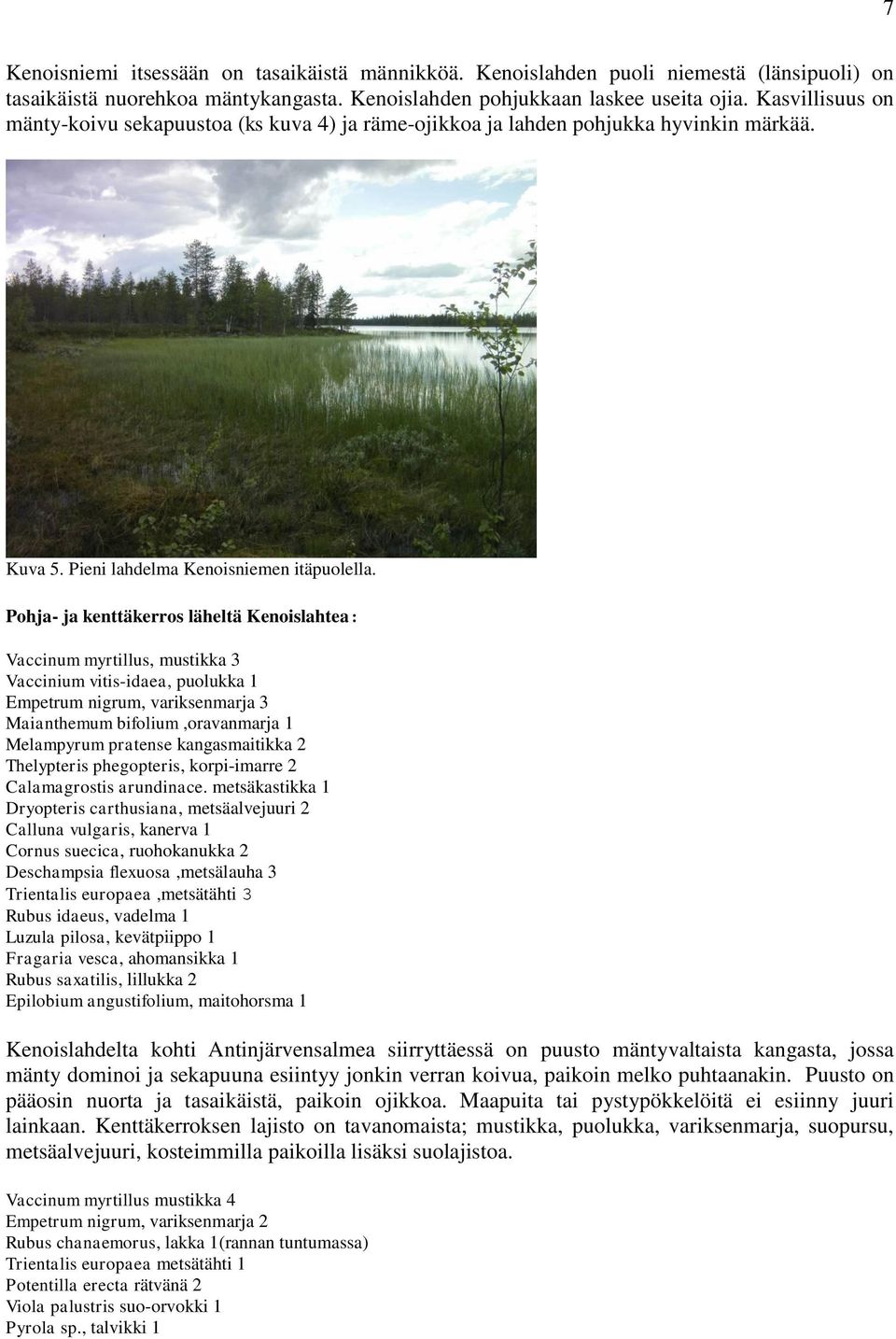 Pohja- ja kenttäkerros läheltä Kenoislahtea: Vaccinum myrtillus, mustikka 3 Vaccinium vitis-idaea, puolukka 1 Empetrum nigrum, variksenmarja 3 Maianthemum bifolium,oravanmarja 1 Melampyrum pratense