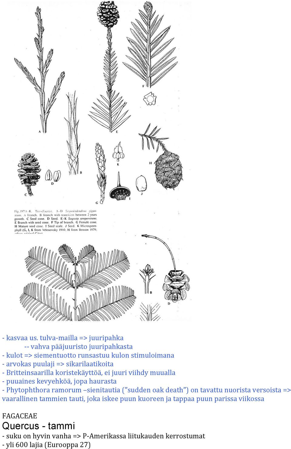 sikarilaatikoita - Britteinsaarilla koristekäyttöä, ei juuri viihdy muualla - puuaines kevyehköä, jopa haurasta - Phytophthora ramorum