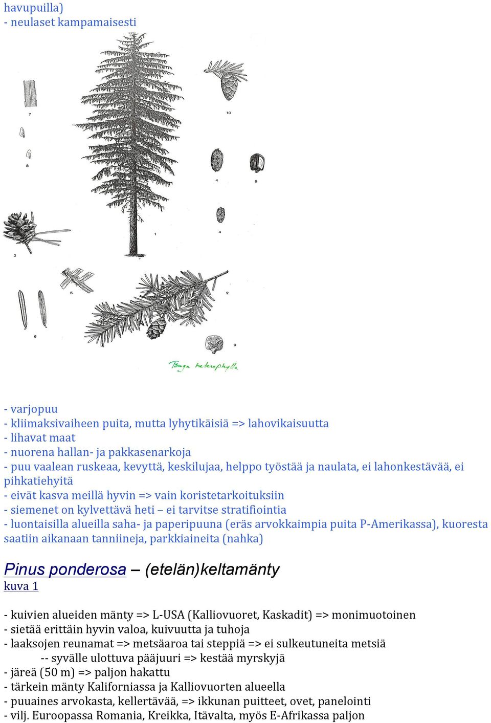 luontaisilla alueilla saha- ja paperipuuna (eräs arvokkaimpia puita P- Amerikassa), kuoresta saatiin aikanaan tanniineja, parkkiaineita (nahka) Pinus ponderosa (etelän)keltamänty - kuivien alueiden