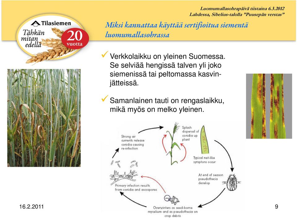 Se selviää hengissä talven yli joko siemenissä tai peltomassa