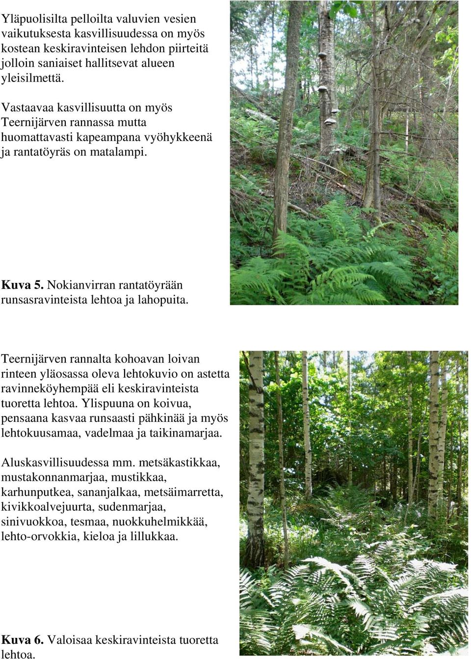 Teernijärven rannalta kohoavan loivan rinteen yläosassa oleva lehtokuvio on astetta ravinneköyhempää eli keskiravinteista tuoretta lehtoa.