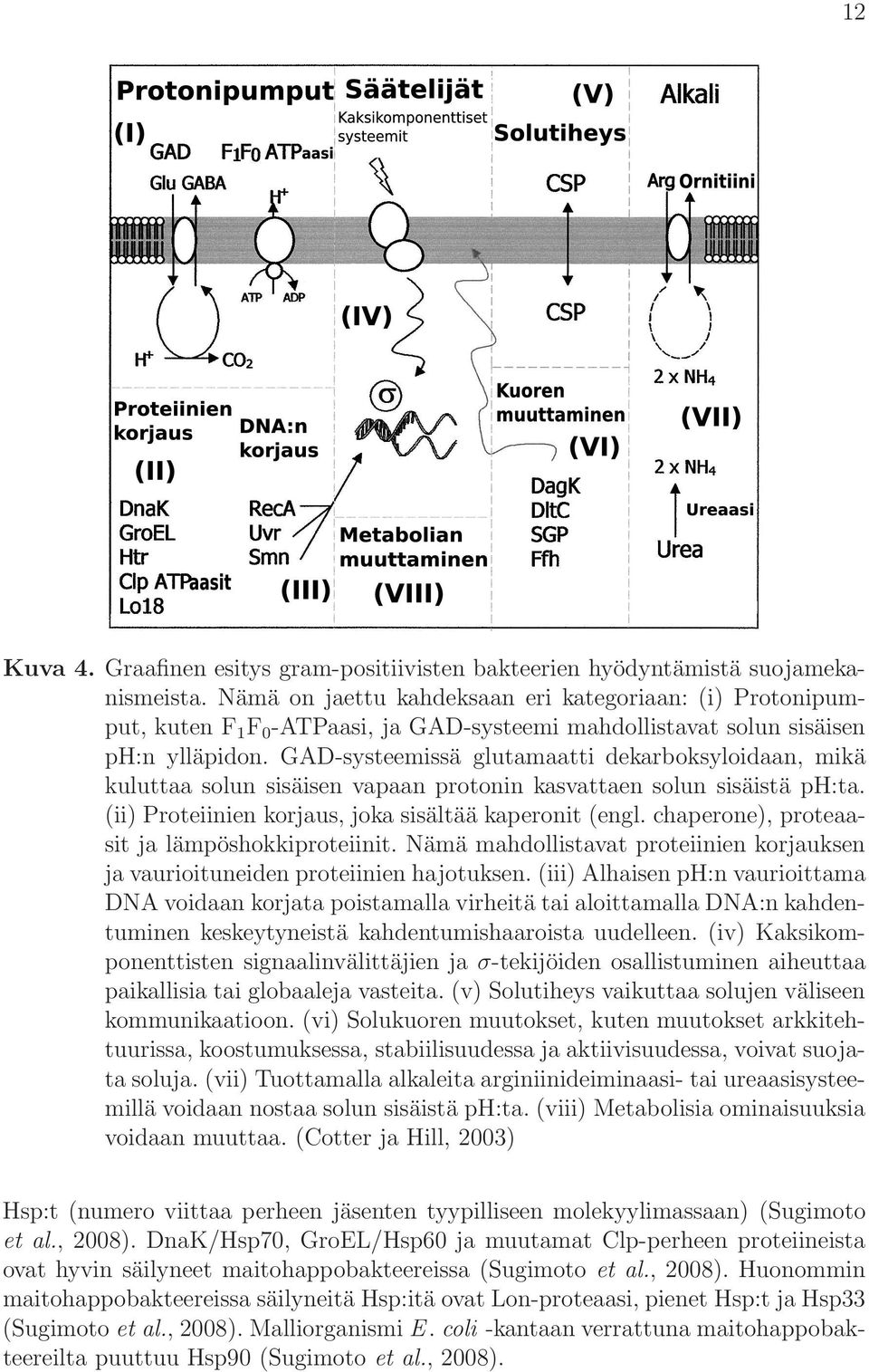 GAD-systeemissä glutamaatti dekarboksyloidaan, mikä kuluttaa solun sisäisen vapaan protonin kasvattaen solun sisäistä ph:ta. (ii) Proteiinien korjaus, joka sisältää kaperonit (engl.