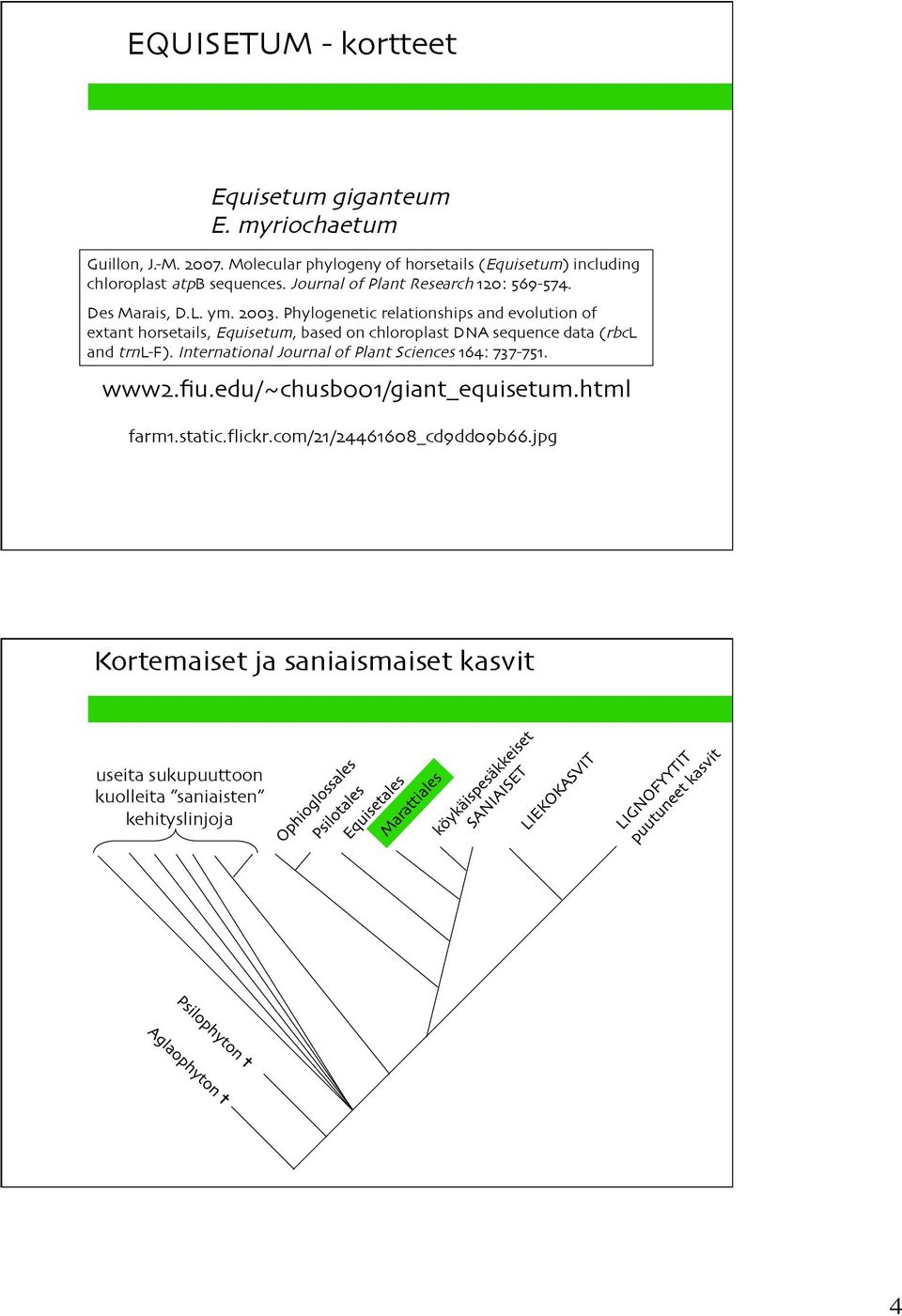 2003. Phylogenetic relationships and evolution of extant horsetails, Equisetum, based on chloroplast DNA sequence data (rbcl and trnl-f).