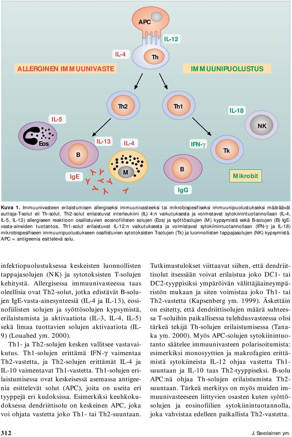 -solut erilaistuvat interleukiini (IL) 4:n vaikutuksesta ja voimistavat sytokiinintuotannollaan (,, ) allergiseen reaktioon osallistuvien eosinofiilisten solujen (Eos) ja syöttösolujen (M) kypsymistä