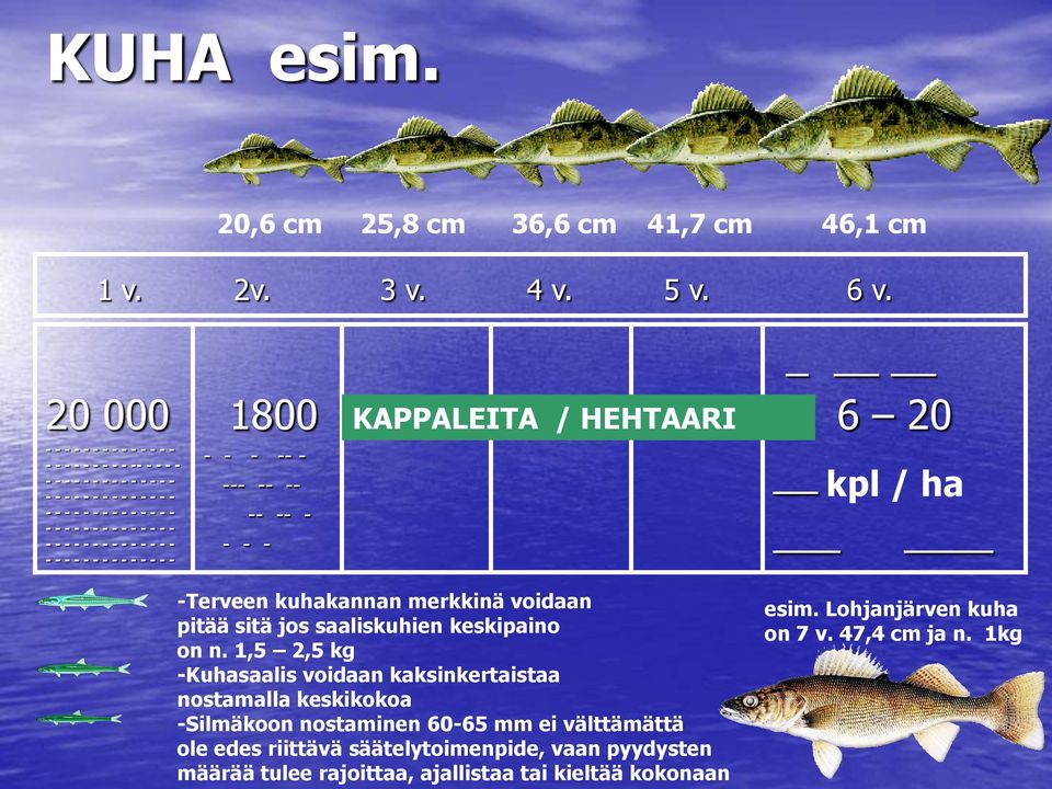 - - - - - - - - - - - - - - - - - - - - - - - 1800 - - - -- - --- -- -- -- -- - - - - KAPPALEITA / HEHTAARI 6 20 kpl / ha -Terveen kuhakannan merkkinä voidaan pitää sitä jos