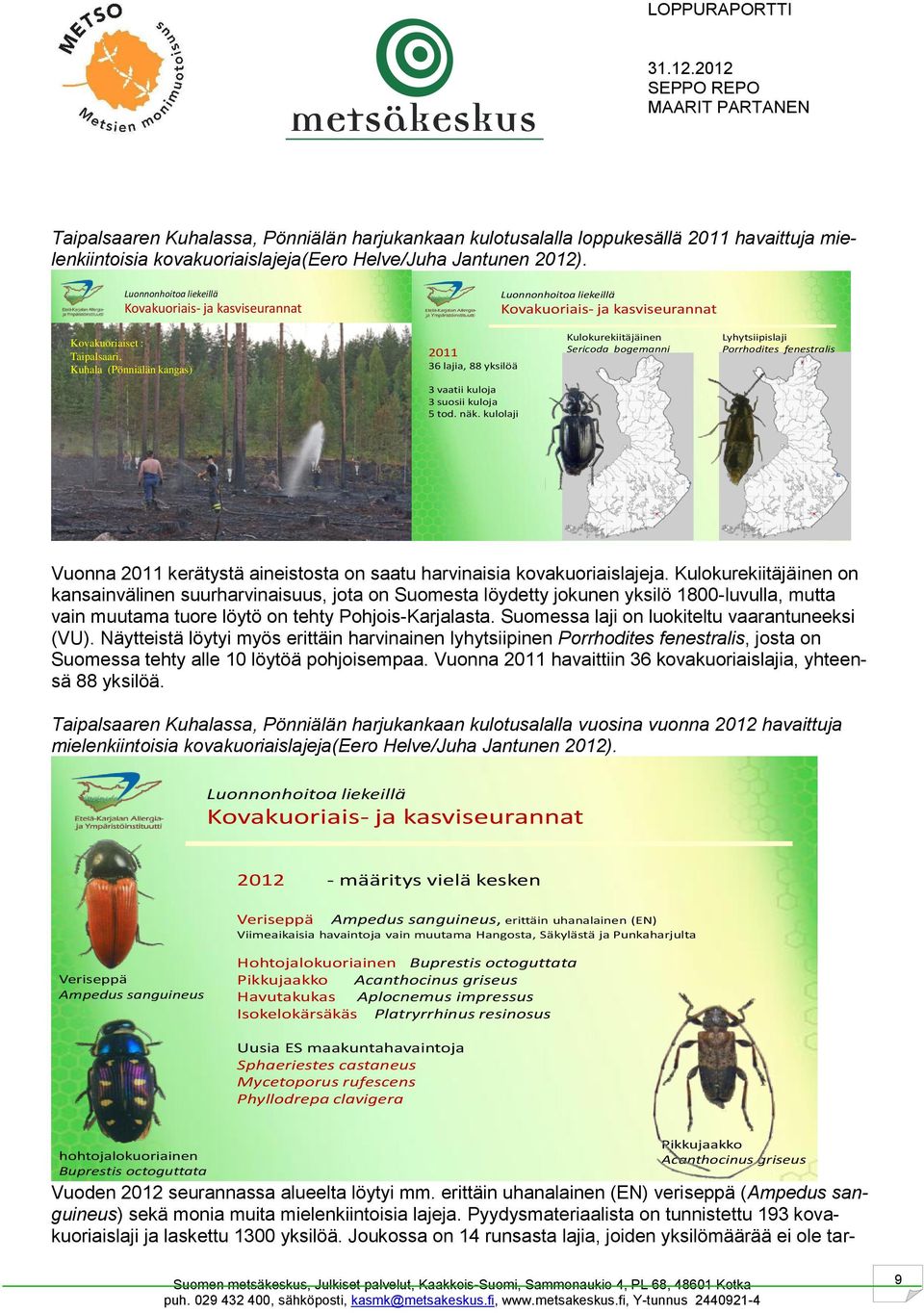 Kulokurekiitäjäinen Sericoda bogemanni Lyhytsiipislaji Porrhodites fenestralis 3 vaatii kuloja 3 suosii kuloja 5 tod. näk.