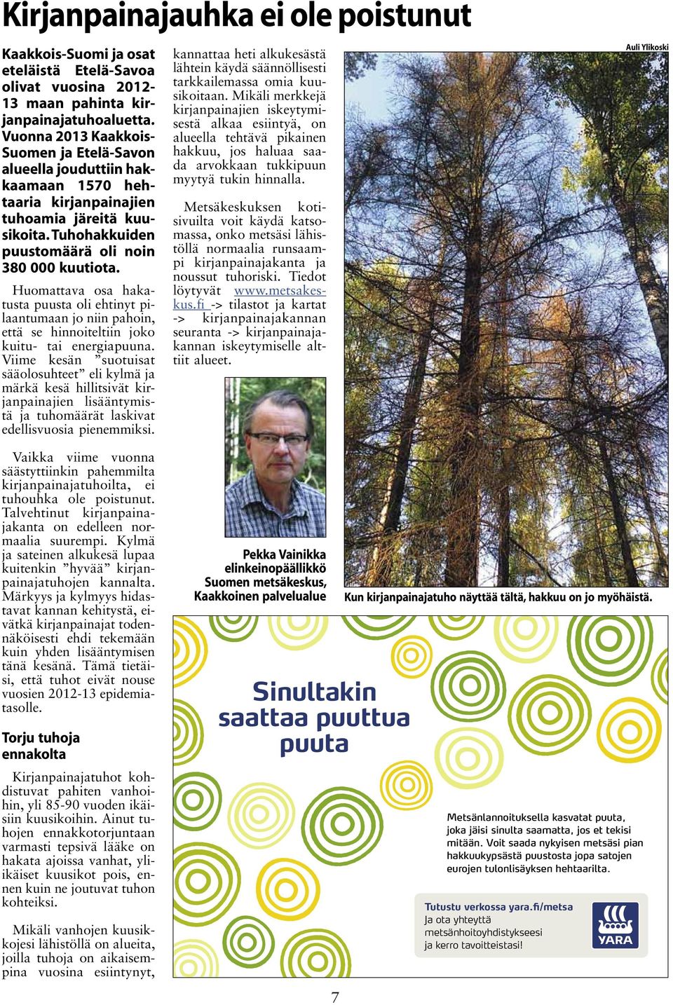 Huomattava osa hakatusta puusta oli ehtinyt pilaantumaan jo niin pahoin, että se hinnoiteltiin joko kuitu- tai energiapuuna.