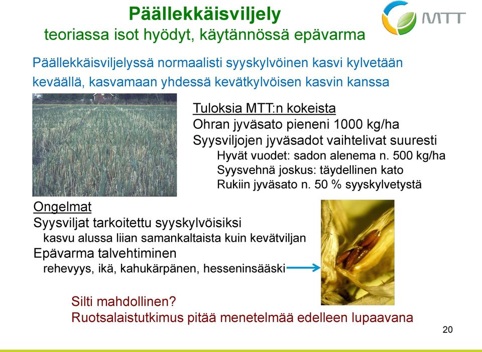 ikä, kahukärpänen, hesseninsääski Tuloksia MTT:n kokeista Ohran jyväsato pieneni 1000 kg/ha Syysviljojen jyväsadot vaihtelivat suuresti Hyvät vuodet: sadon