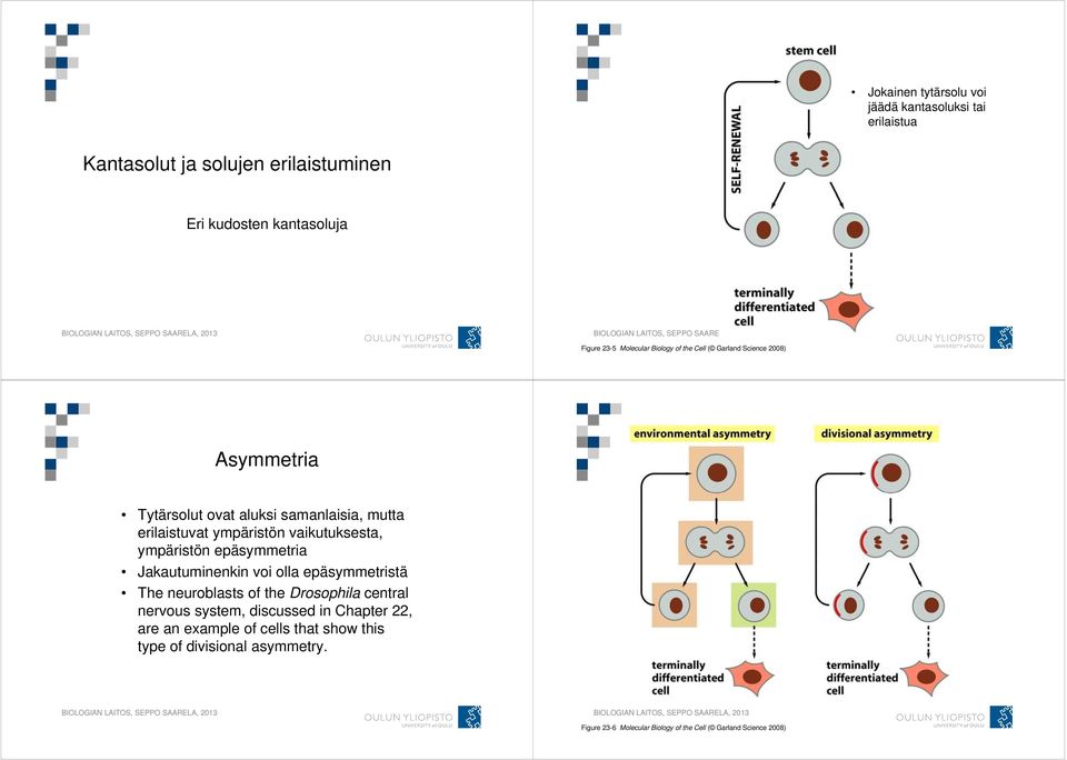 vaikutuksesta, ympäristön epäsymmetria Jakautuminenkin voi olla epäsymmetristä The neuroblasts of the Drosophila central nervous system,