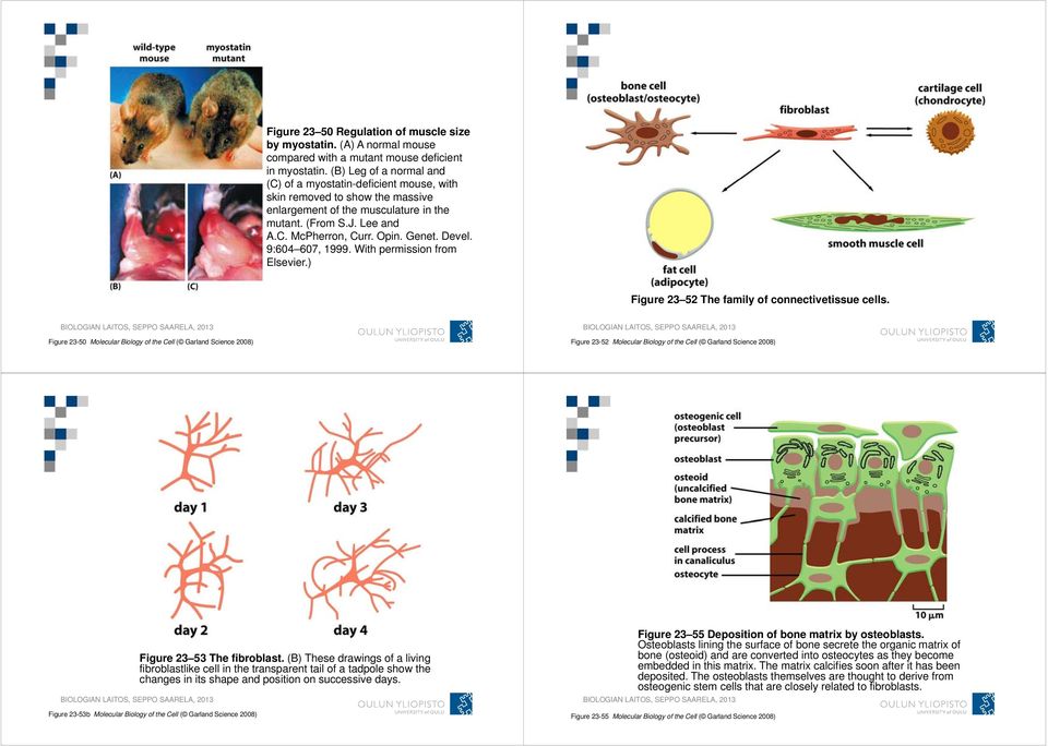 Devel. 9:604 607, 1999. With permission from Elsevier.) Figure 23 52 The family of connectivetissue cells.