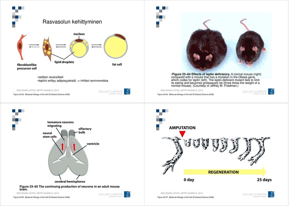 The leptin-deficient mutant fails to limit its eating and becomes grotesquely fat (three times the weight of a normal mouse). (Courtesy of Jeffrey M. Friedman.