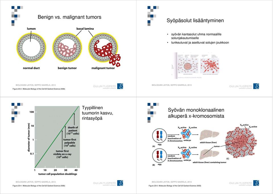 ja asettuvat solujen joukkoon Figure 20-3 Molecular Biology of the Cell ( Garland Science 2008) Tyypillinen
