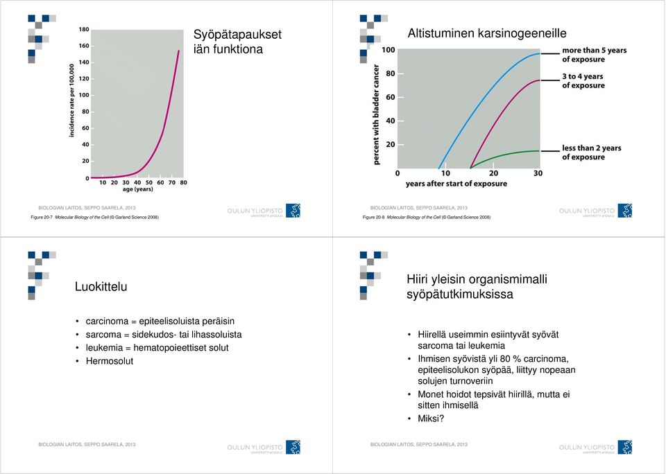 hematopoieettiset solut Hermosolut Hiiri yleisin organismimalli syöpätutkimuksissa Hiirellä useimmin esiintyvät syövät sarcoma tai leukemia Ihmisen