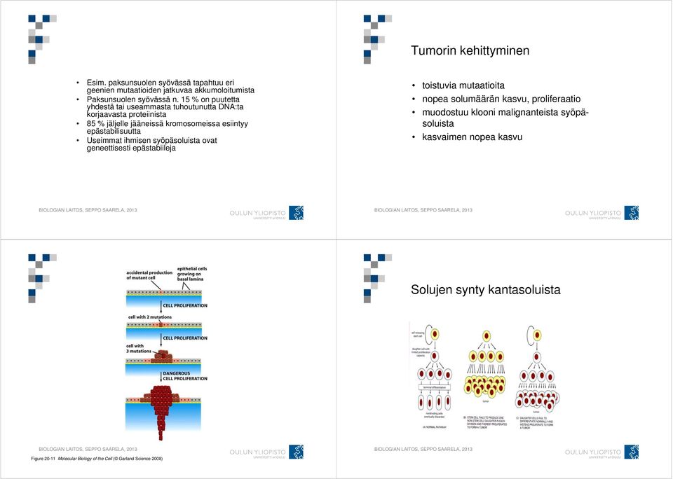 epästabilisuutta Useimmat ihmisen syöpäsoluista ovat geneettisesti epästabiileja toistuvia mutaatioita nopea solumäärän kasvu, proliferaatio